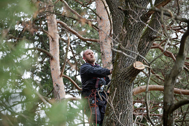 Professional Tree Services in Wayland, MI