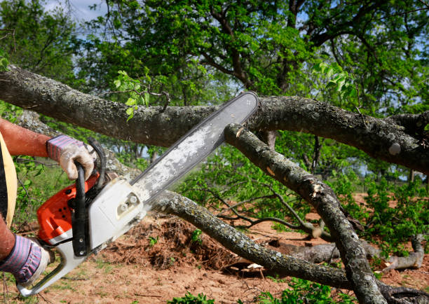 Best Seasonal Cleanup (Spring/Fall)  in Wayland, MI